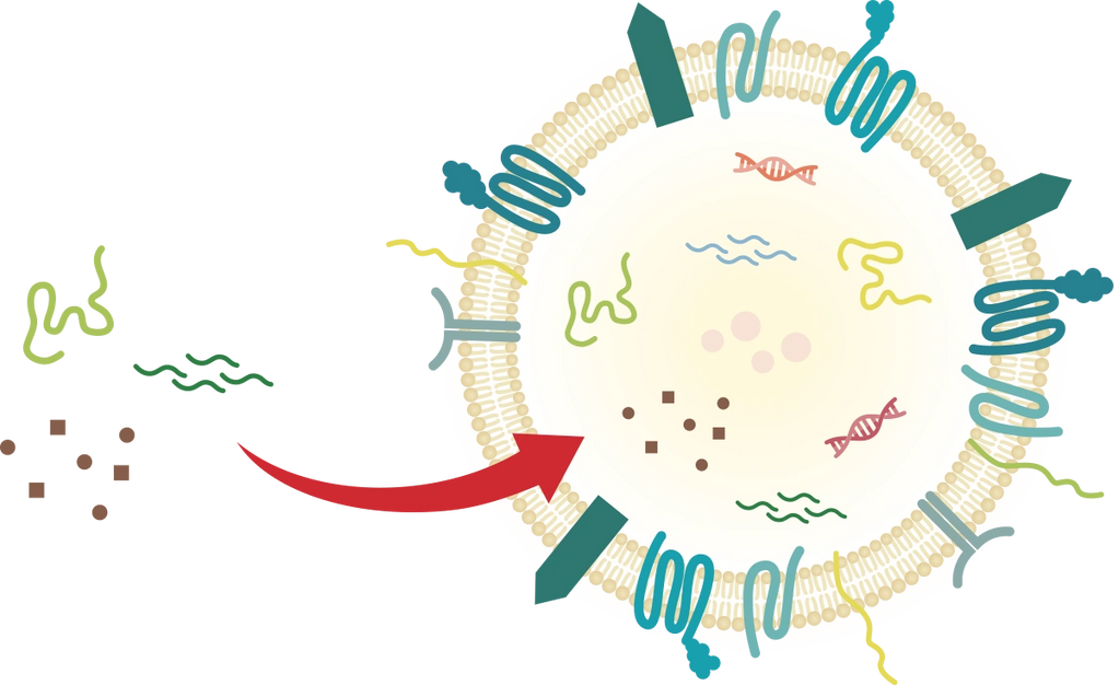 BioDrone Therapeutics Inc.